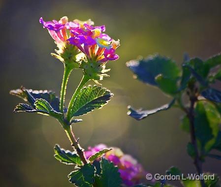 Backlit Pink & Yellow Wildflowers_34027.jpg - Lantana photographed along the Gulf coast near Port Lavaca, Texas, USA.